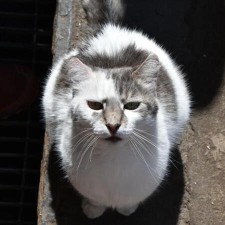 chilecat_mlleone A white and gray cat sits and stares directly at the camera.