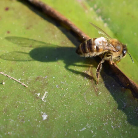 sdbee_mlleone A closeup of a honey bee on a green lilypad.